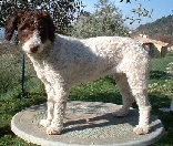 tundra1an
